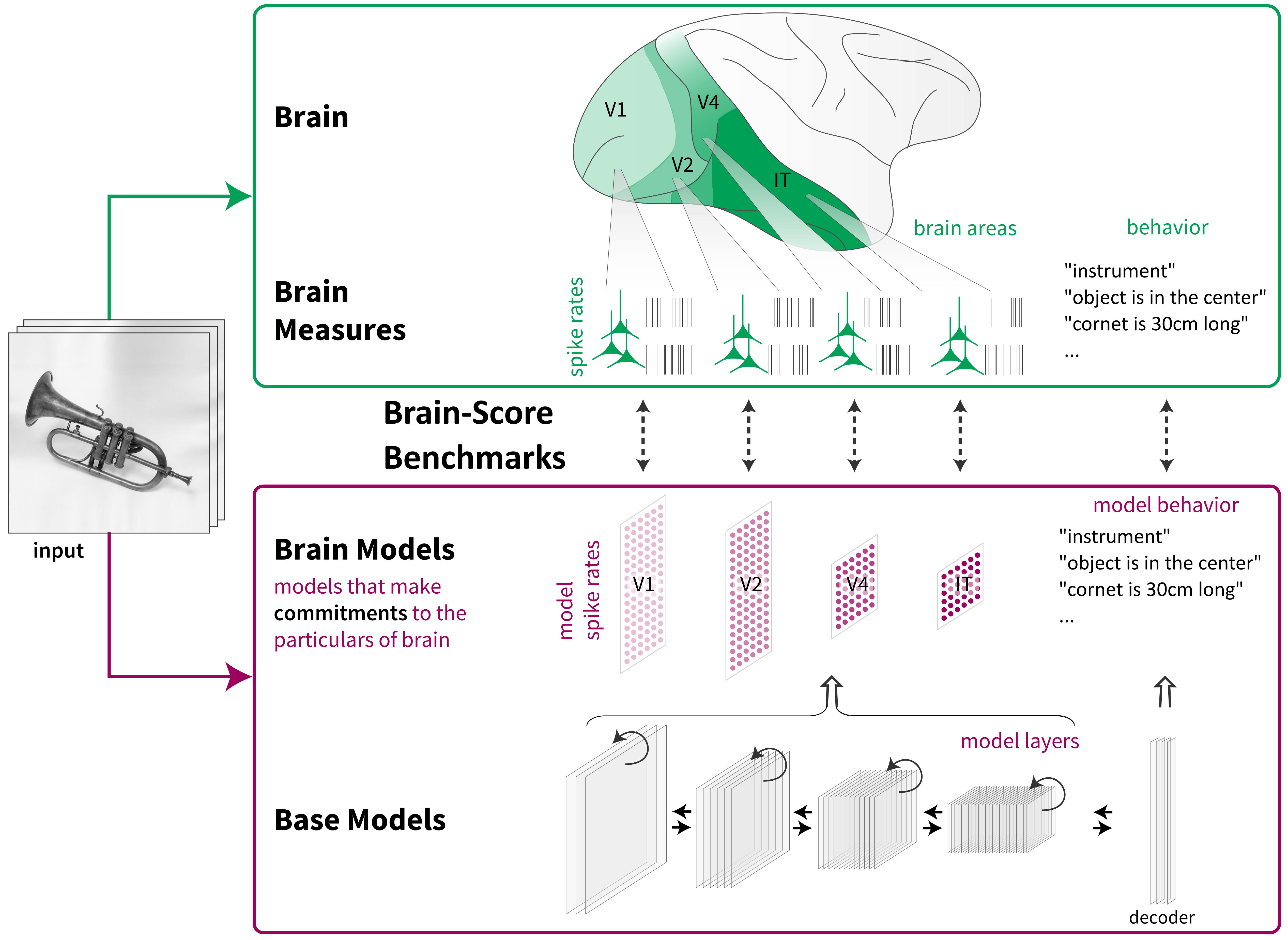 Base v. Brain Models