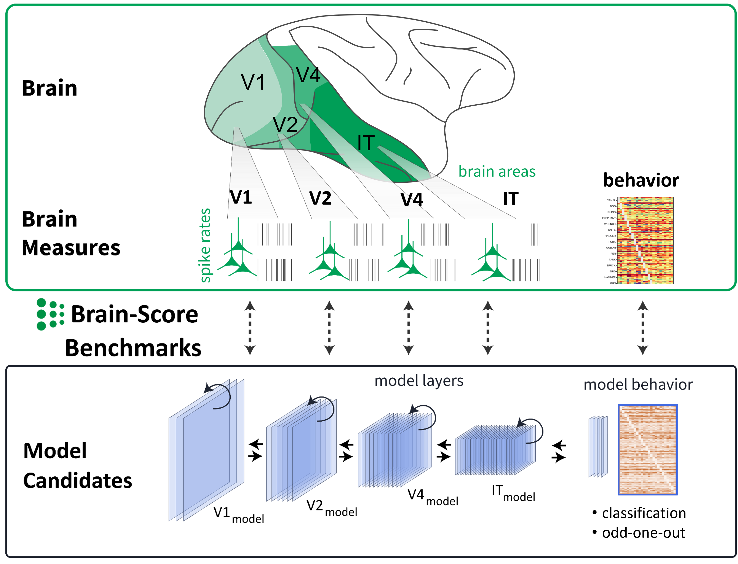 Base v. Brain Models